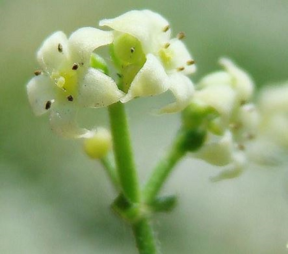 あかねの花
