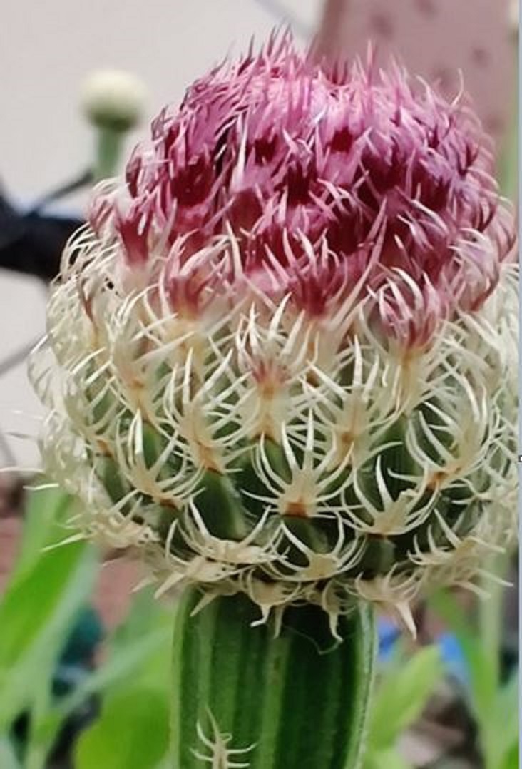 セントーレア・アメリカーナの花の咲き始め