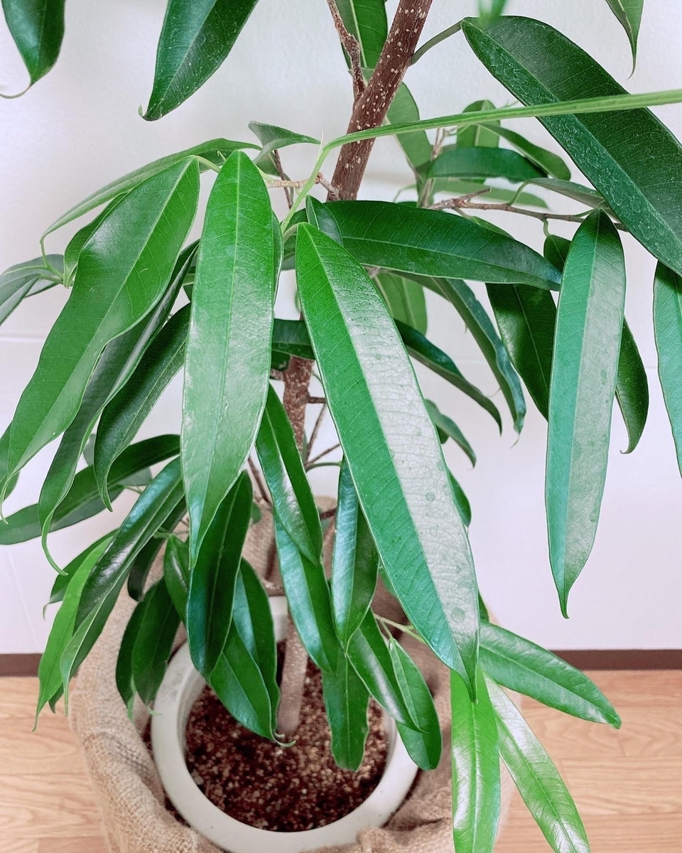 フィカス・アムステルダムの葉