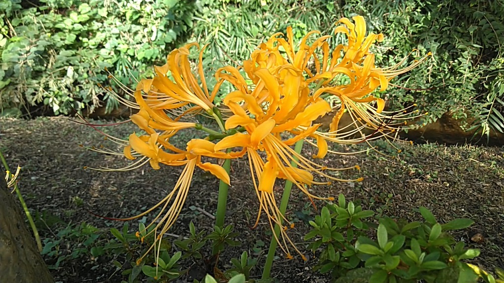 25.【現品 根付き】雷童錦　7.5㌢鉢 斑入り　黄色花 しょうきずいせん - GreenJane