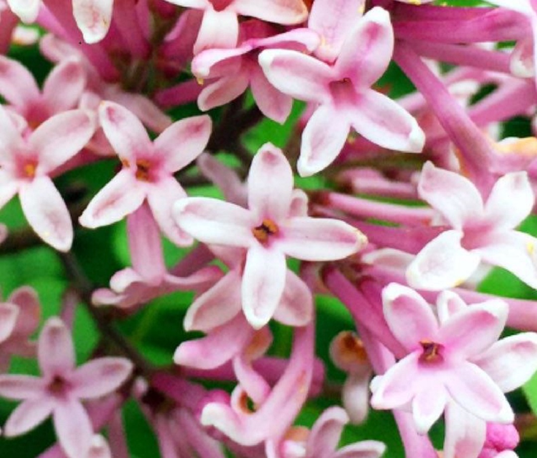 ラッキーライラック