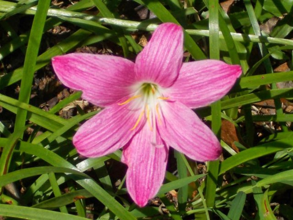 ゼフィランサス・カリナータの花