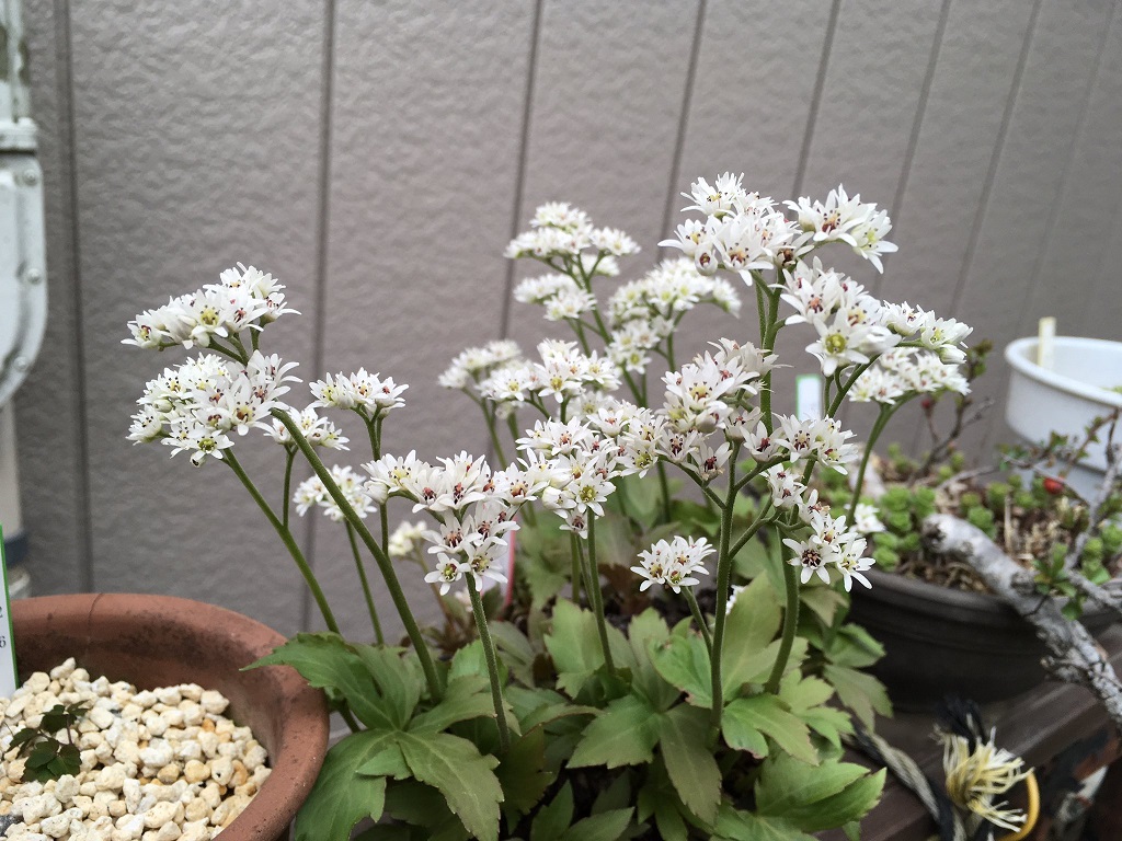 いわやつでの鉢植えでの育成