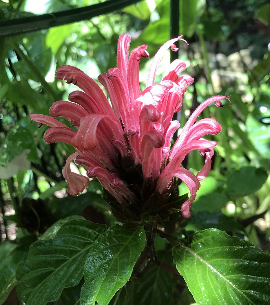 さんごばなの花