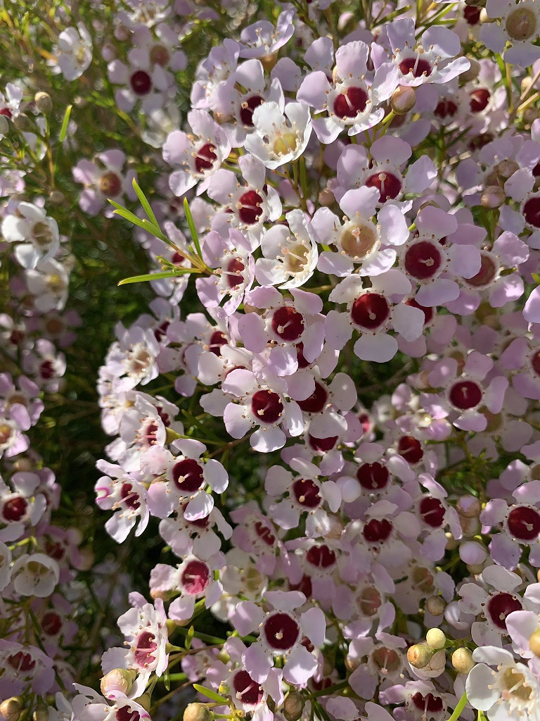 ワックスフラワー’デラ’の花