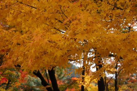 f:id:stsuno1122:20161121114219j:image