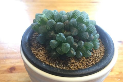 只今マイブーム中なんです 多肉植物 専門店の岡崎メデルへ Stu S Blog
