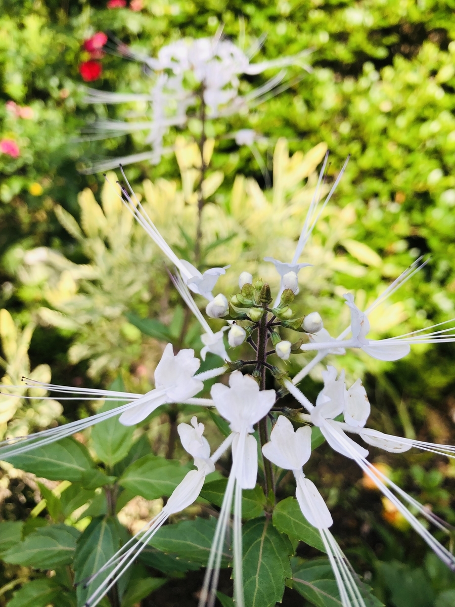 My Gardenから Stu S Blog