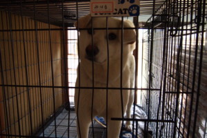 f:id:studio-aula:20120428111235j:image:w300