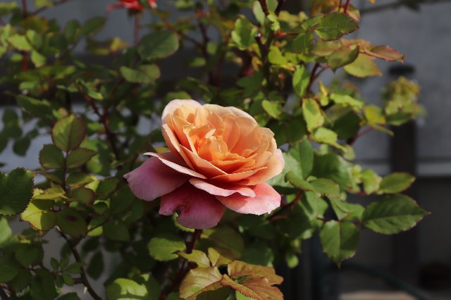 f:id:studio24m:20220620151026j:image