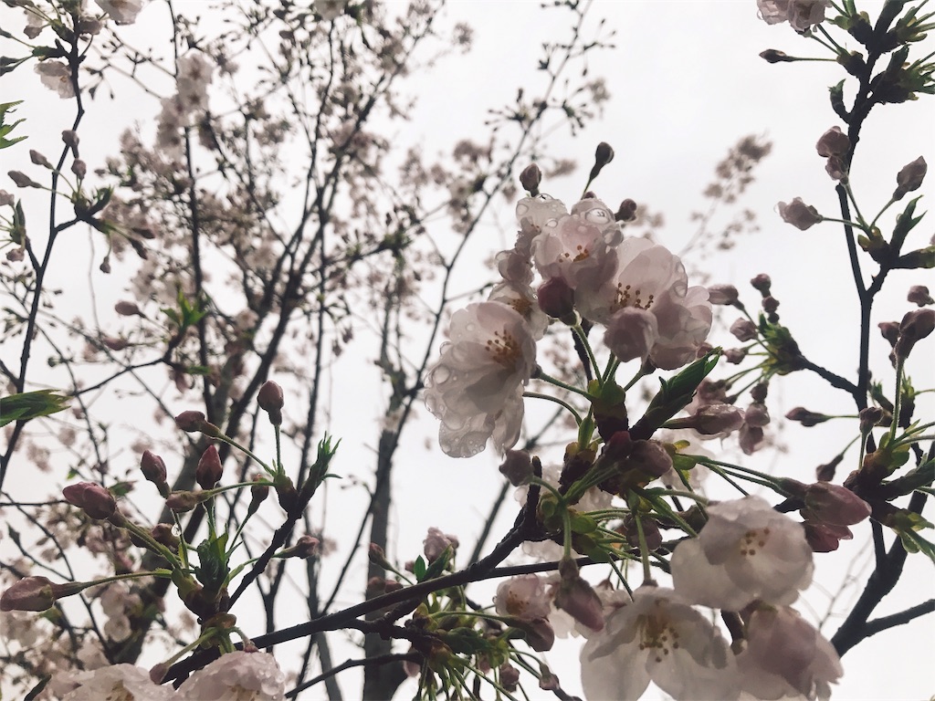 f:id:studio_pikake:20170523113020j:plain