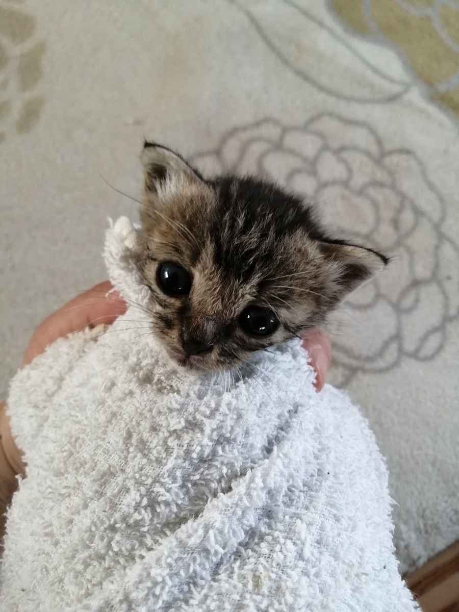赤ちゃん猫保護しました ケルトの庭 赤ちゃん猫保護しました ケルトの庭