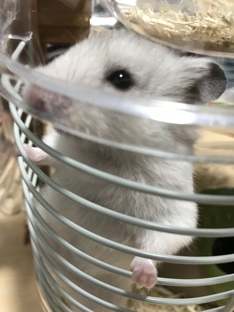 f:id:studyat:20190218212309j:plain f:id:studyat:20190218212309j:plain
