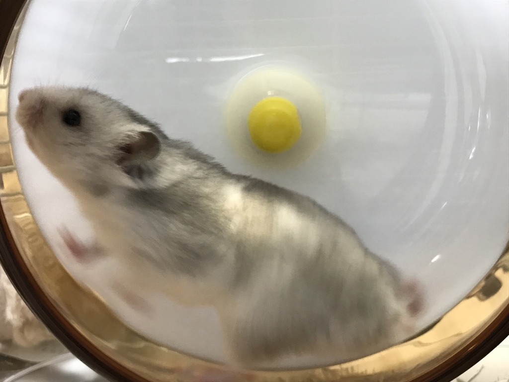 f:id:studyat:20190218212607j:plain f:id:studyat:20190218212607j:plain