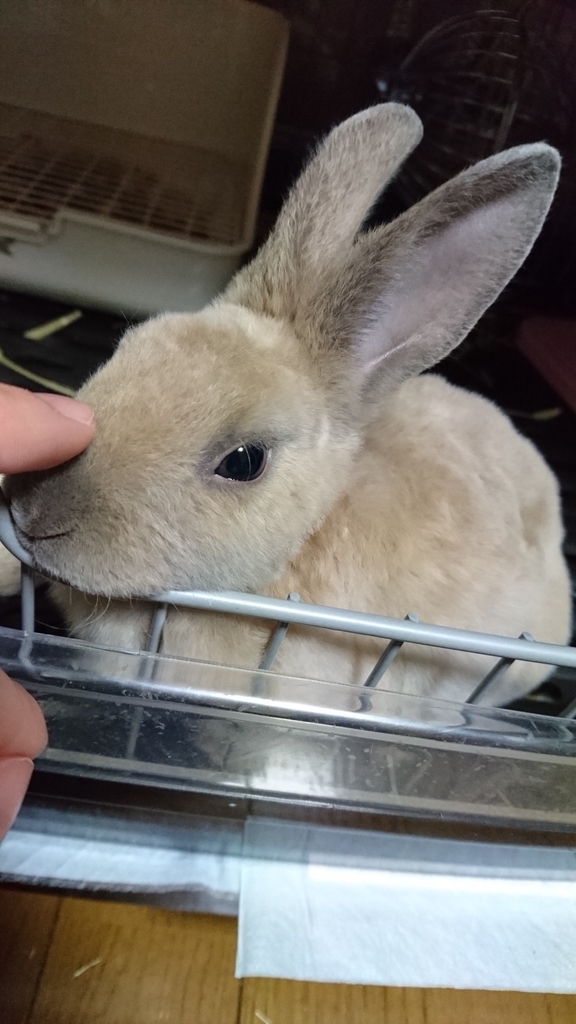 f:id:studyat:20190218214804j:plain f:id:studyat:20190218214804j:plain