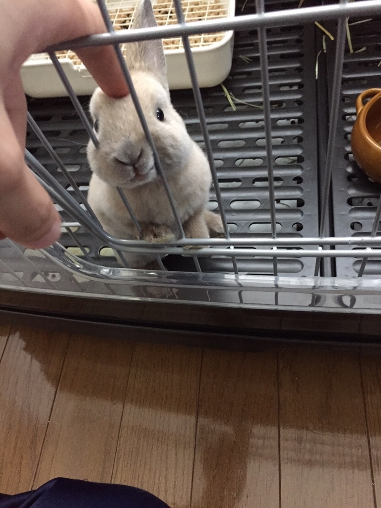 f:id:studyat:20190218214842j:plain f:id:studyat:20190218214842j:plain