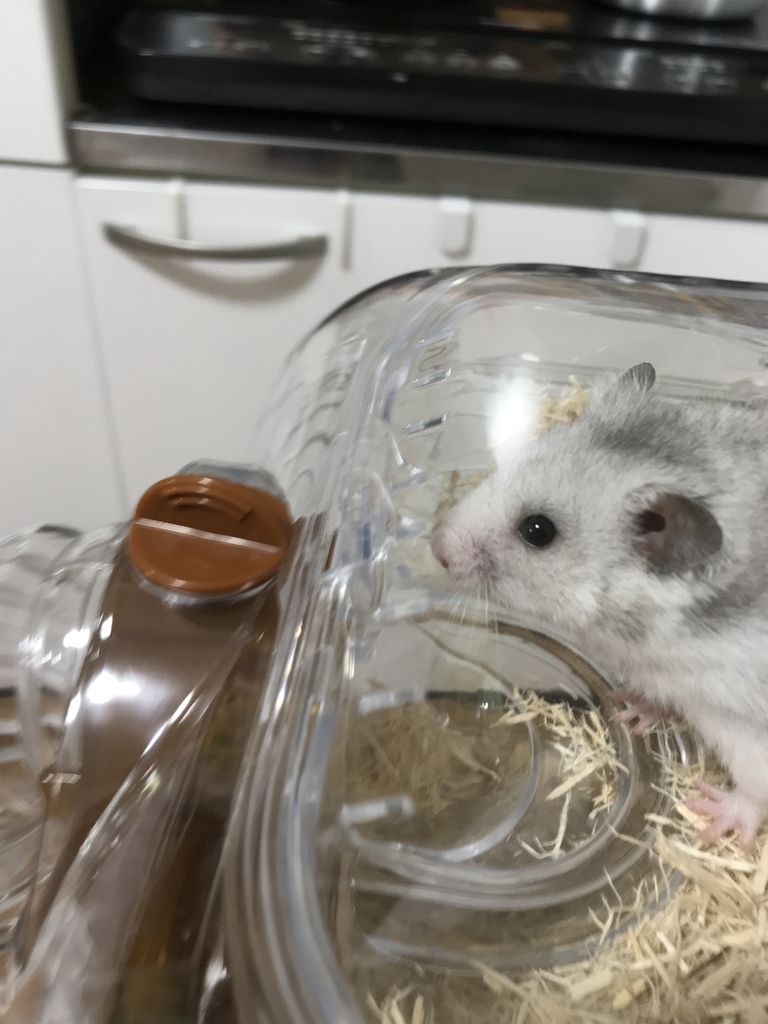 f:id:studyat:20190218215051j:plain f:id:studyat:20190218215051j:plain