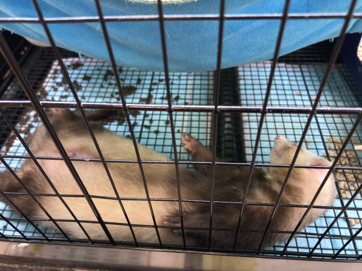 f:id:studyat:20190916172041j:plain f:id:studyat:20190916172041j:plain