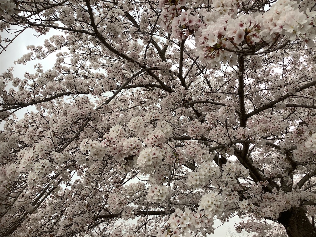f:id:studyroomgift:20210401001319j:image f:id:studyroomgift:20210401001319j:image