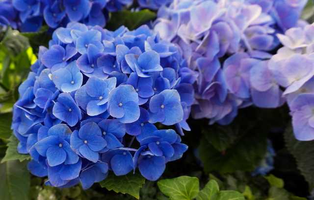紫陽花の鉢植えは置き場所が重要 理想的な場所を時期別に解説 お役立ち情報サーチ