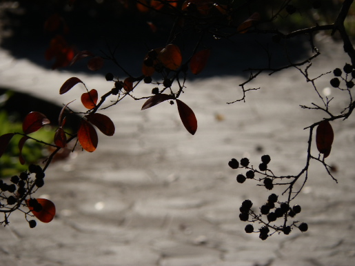 f:id:styx-coh:20210625014023j:plain