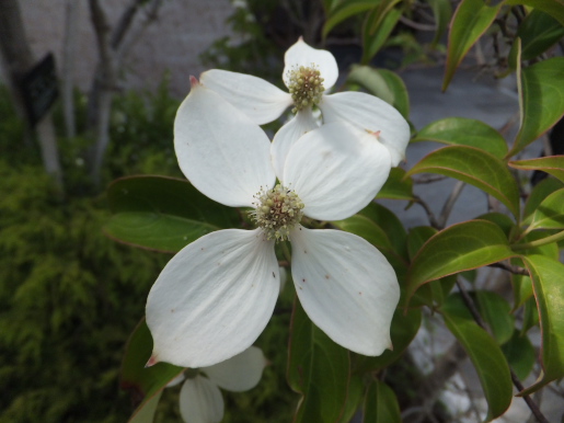 f:id:styx-coh:20210625014056j:plain