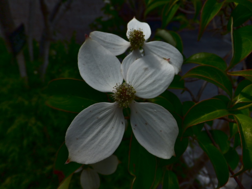 f:id:styx-coh:20210625014112j:plain