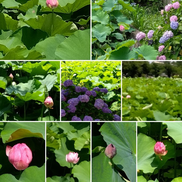 f:id:su2mi:20250622170709j:image