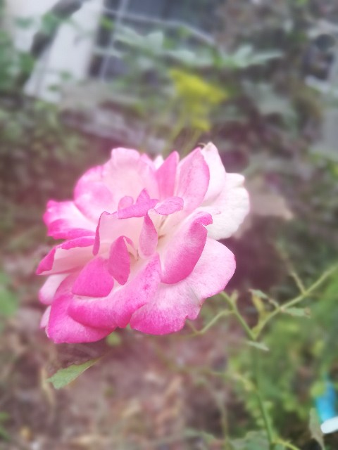 f:id:su831:20190928212258j:image f:id:su831:20190928212258j:image