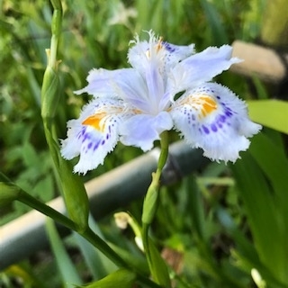 f:id:suamasolo:20200422103154j:plain f:id:suamasolo:20200422103154j:plain