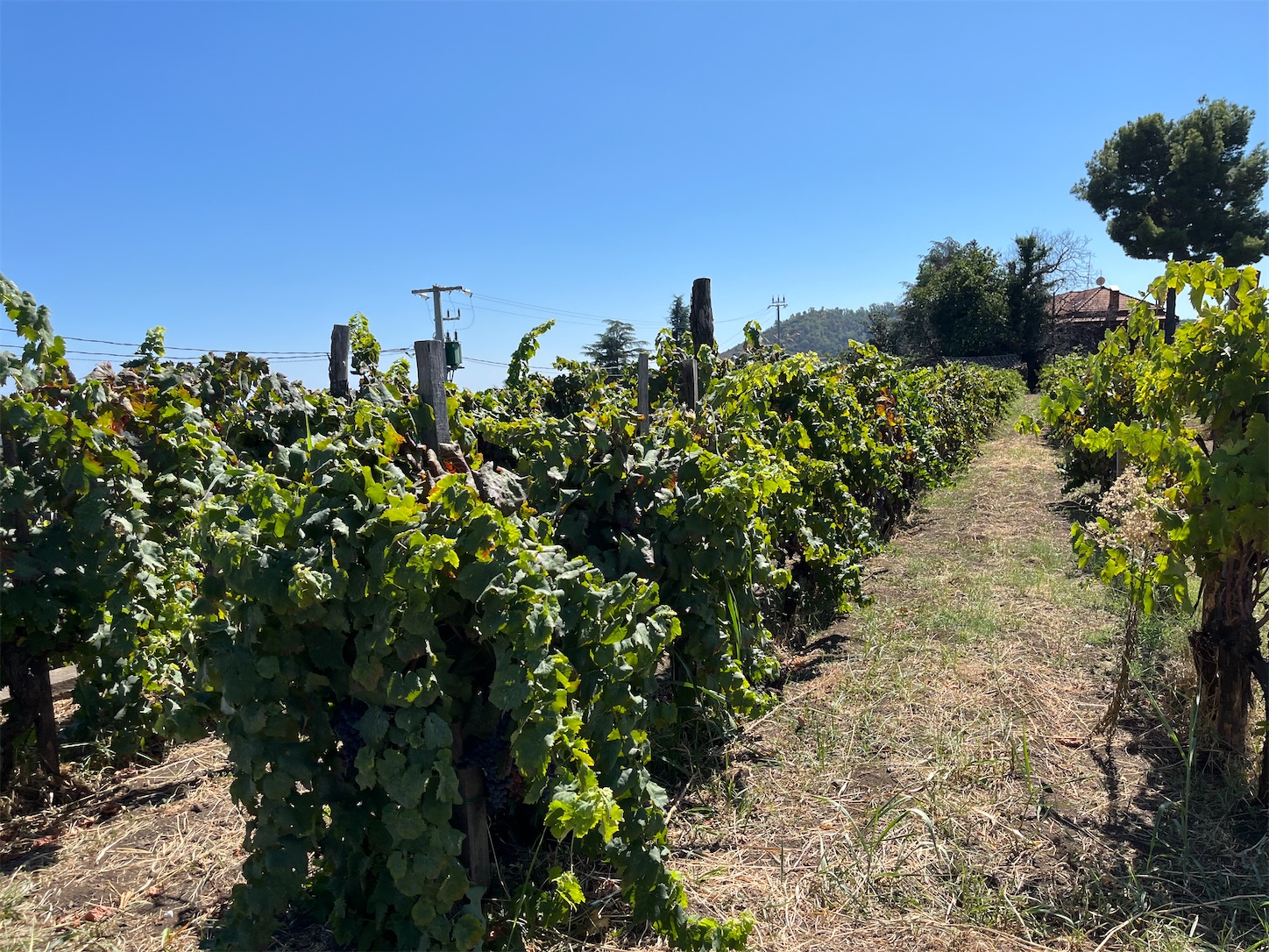 f:id:subasio:20251020192212j:image