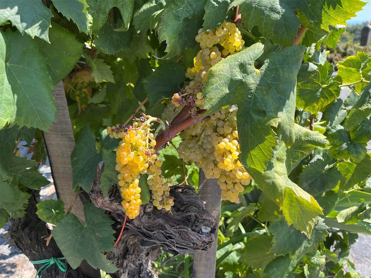 f:id:subasio:20251020192223j:image