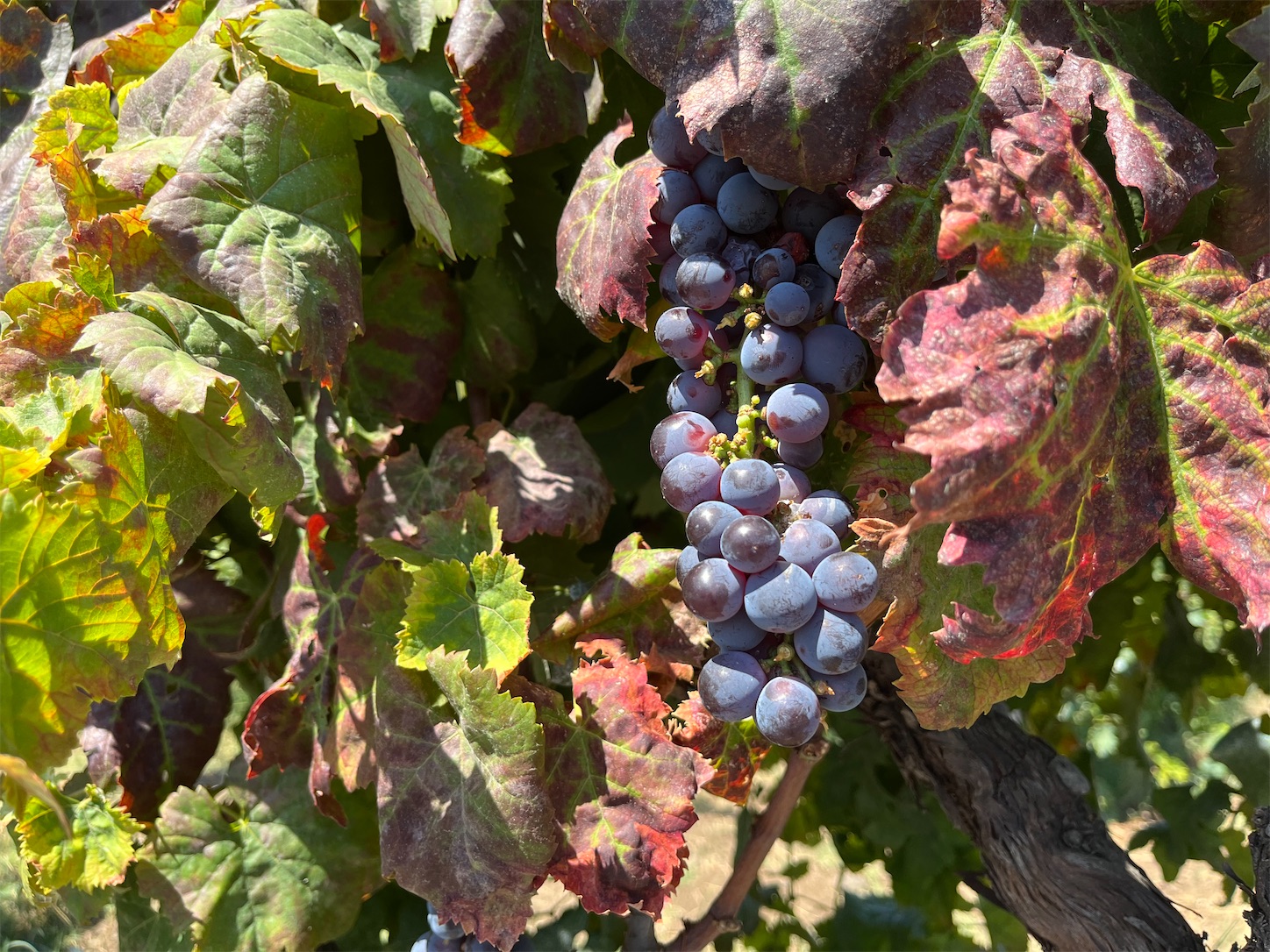 f:id:subasio:20251020192233j:image