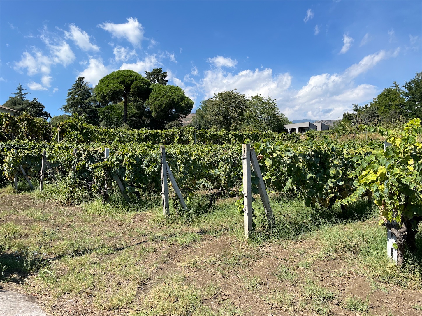 f:id:subasio:20251020192239j:image