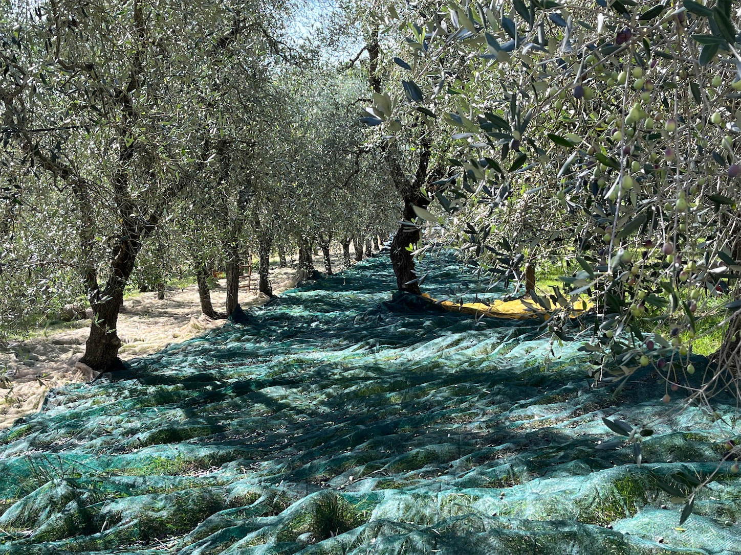 f:id:subasio:20251031084420j:image