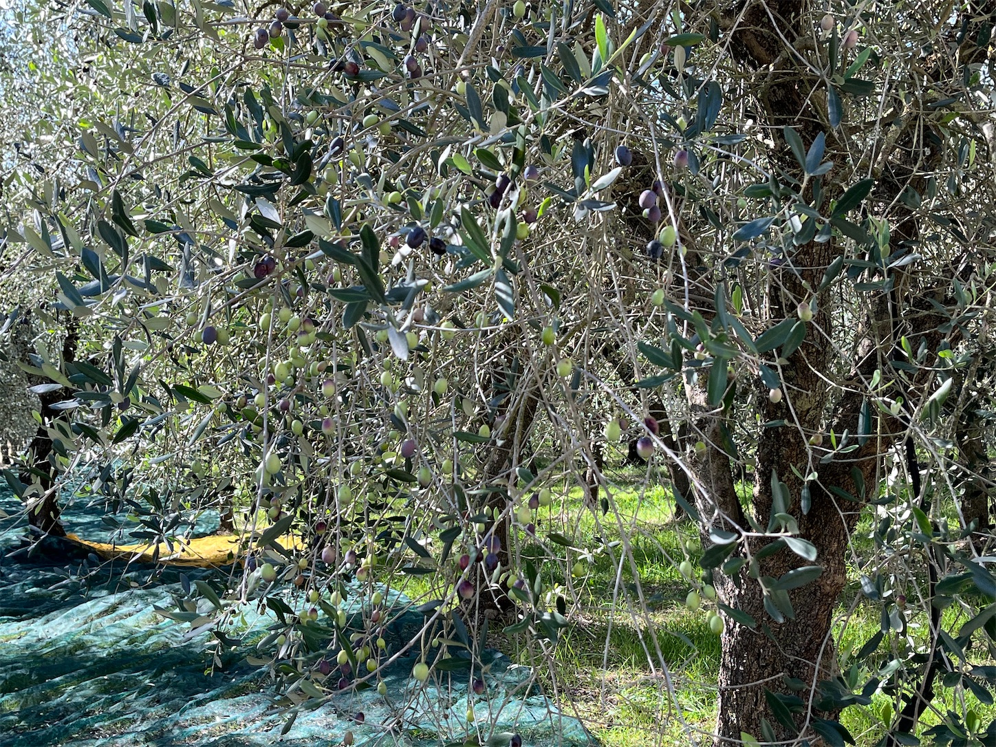 f:id:subasio:20251031084432j:image