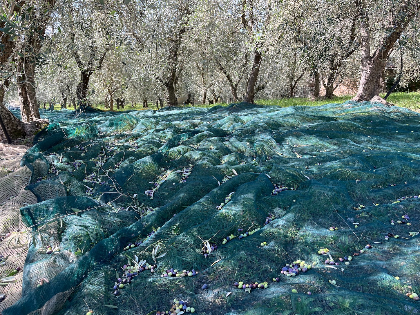 f:id:subasio:20251031084443j:image