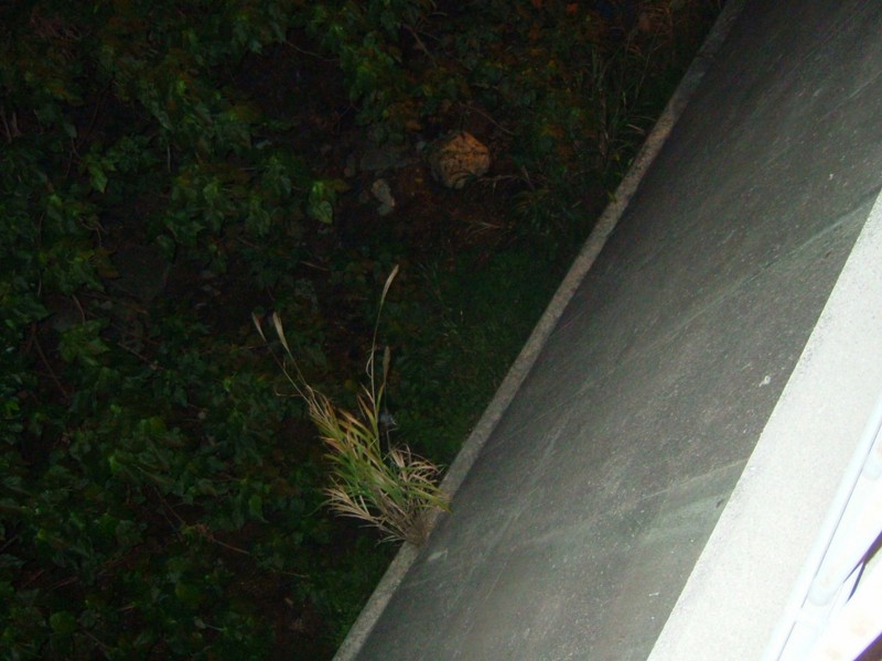 f:id:sube-sube:20101222235850j:image f:id:sube-sube:20101222235850j:image