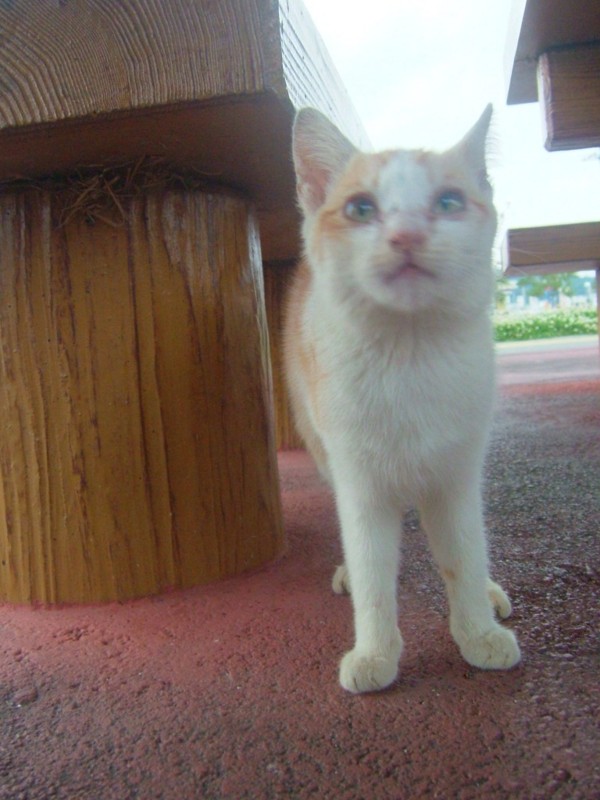 f:id:sube-sube:20110312175925j:image f:id:sube-sube:20110312175925j:image