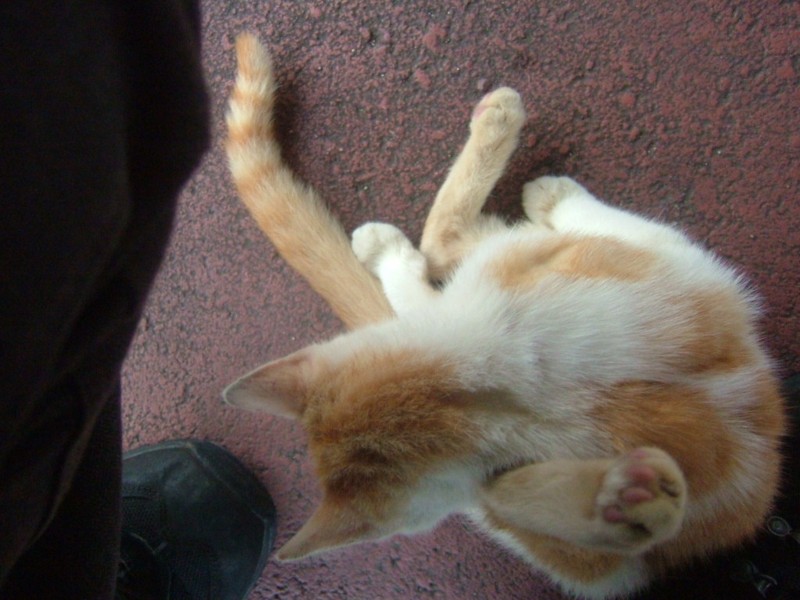 f:id:sube-sube:20110312175943j:image f:id:sube-sube:20110312175943j:image