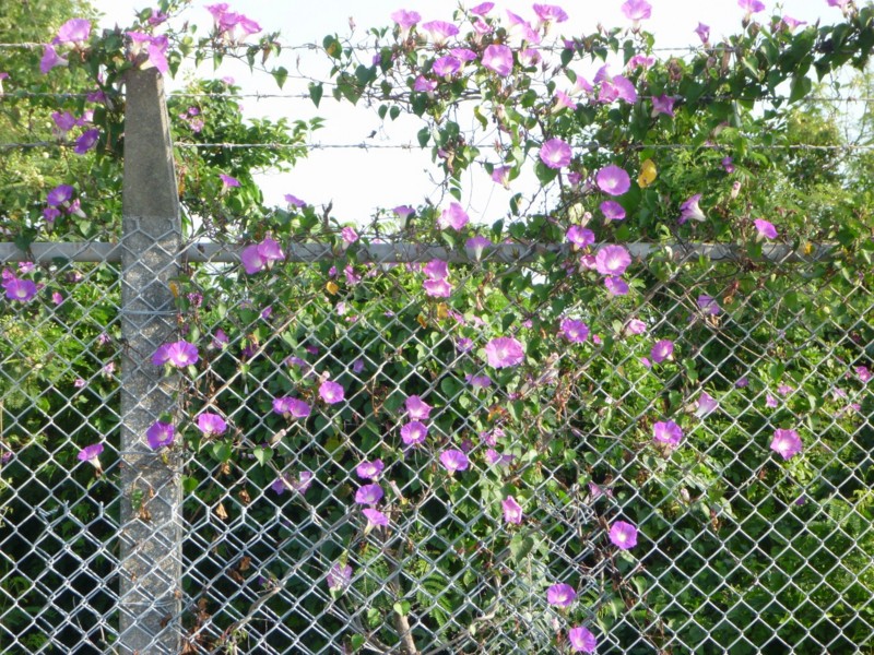 f:id:sube-sube:20110420075848j:image f:id:sube-sube:20110420075848j:image