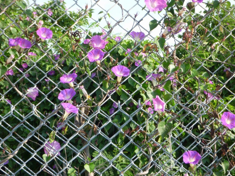 f:id:sube-sube:20110420075904j:image f:id:sube-sube:20110420075904j:image
