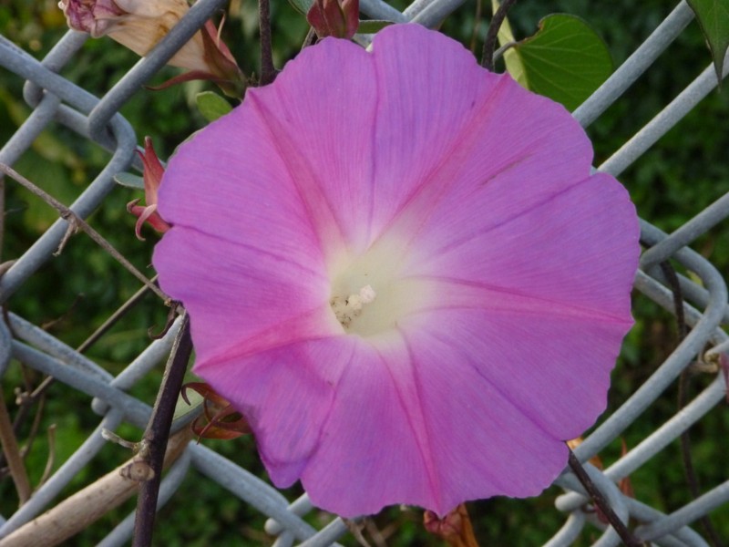 f:id:sube-sube:20110420181306j:image f:id:sube-sube:20110420181306j:image