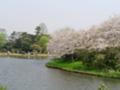 [三渓園]の[桜]