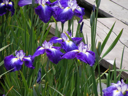 f:id:subetesuki08:20080607104119j:image