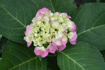 f:id:subetesuki08:20080607105000j:image