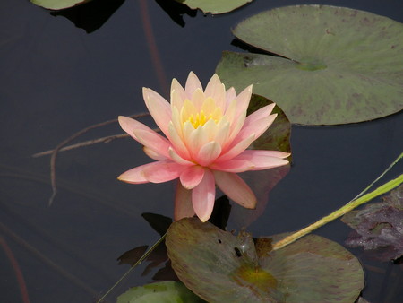 f:id:subetesuki08:20080607112545j:image