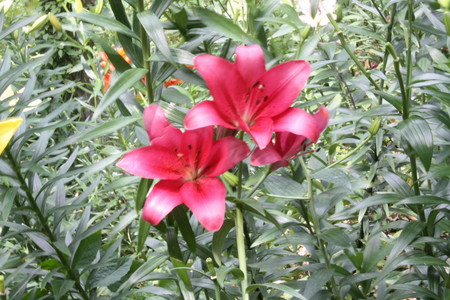 f:id:subetesuki08:20080607124914j:image
