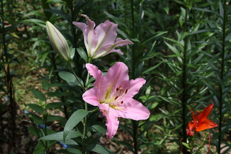 f:id:subetesuki08:20080607124945j:image