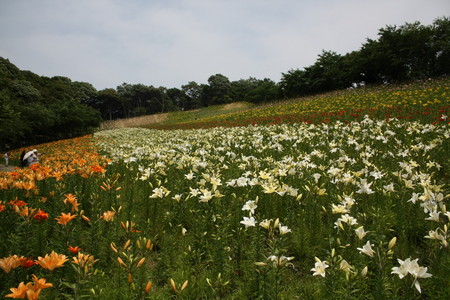 f:id:subetesuki08:20080607130709j:image
